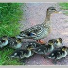  .. Ente mit Kids ...