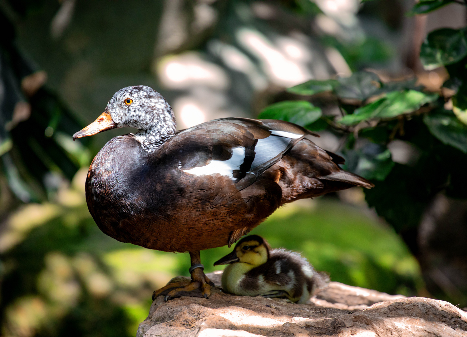 Ente mit Kind