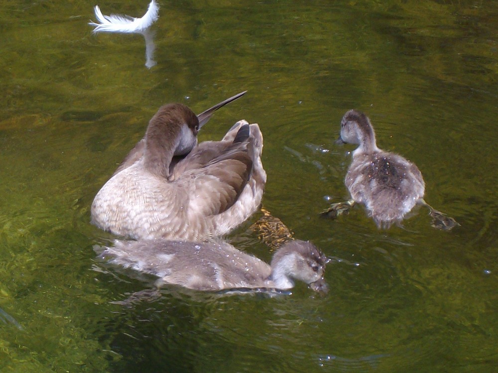 Ente mit Kindern