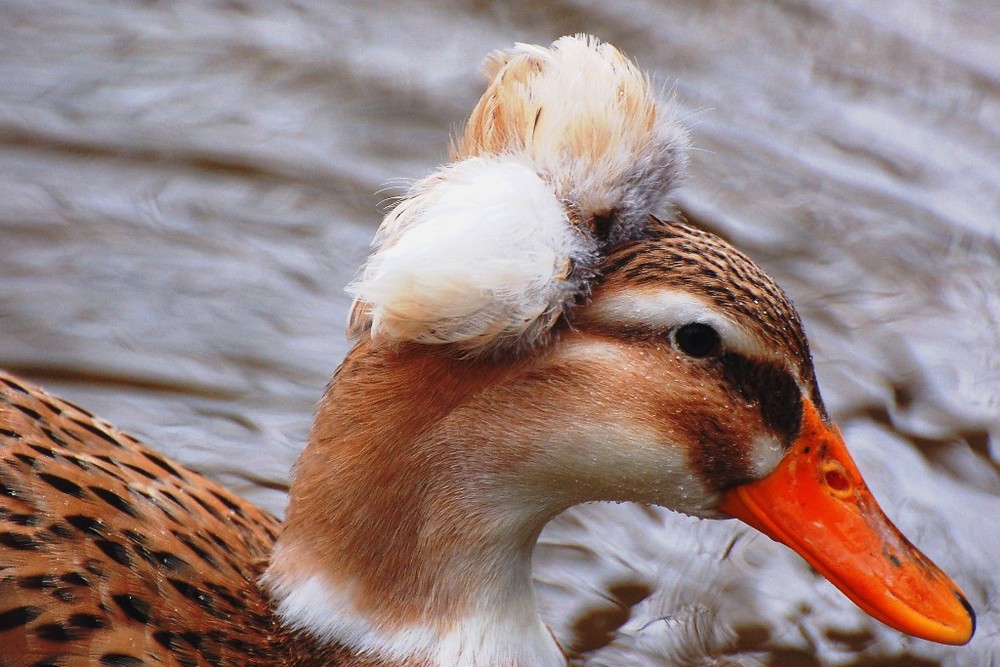 Ente mit Kopfschmuck