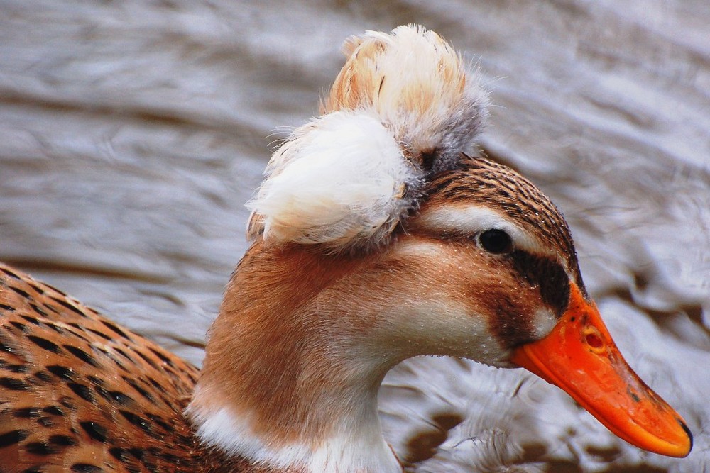 Ente mit Kopfschmuck Foto & Bild tiere, zoo, wildpark & falknerei, vögel Bilder auf Ente mit Kopfschmuck Foto & Bild tiere, zoo, wildpark & falknerei, vögel Bilder auf