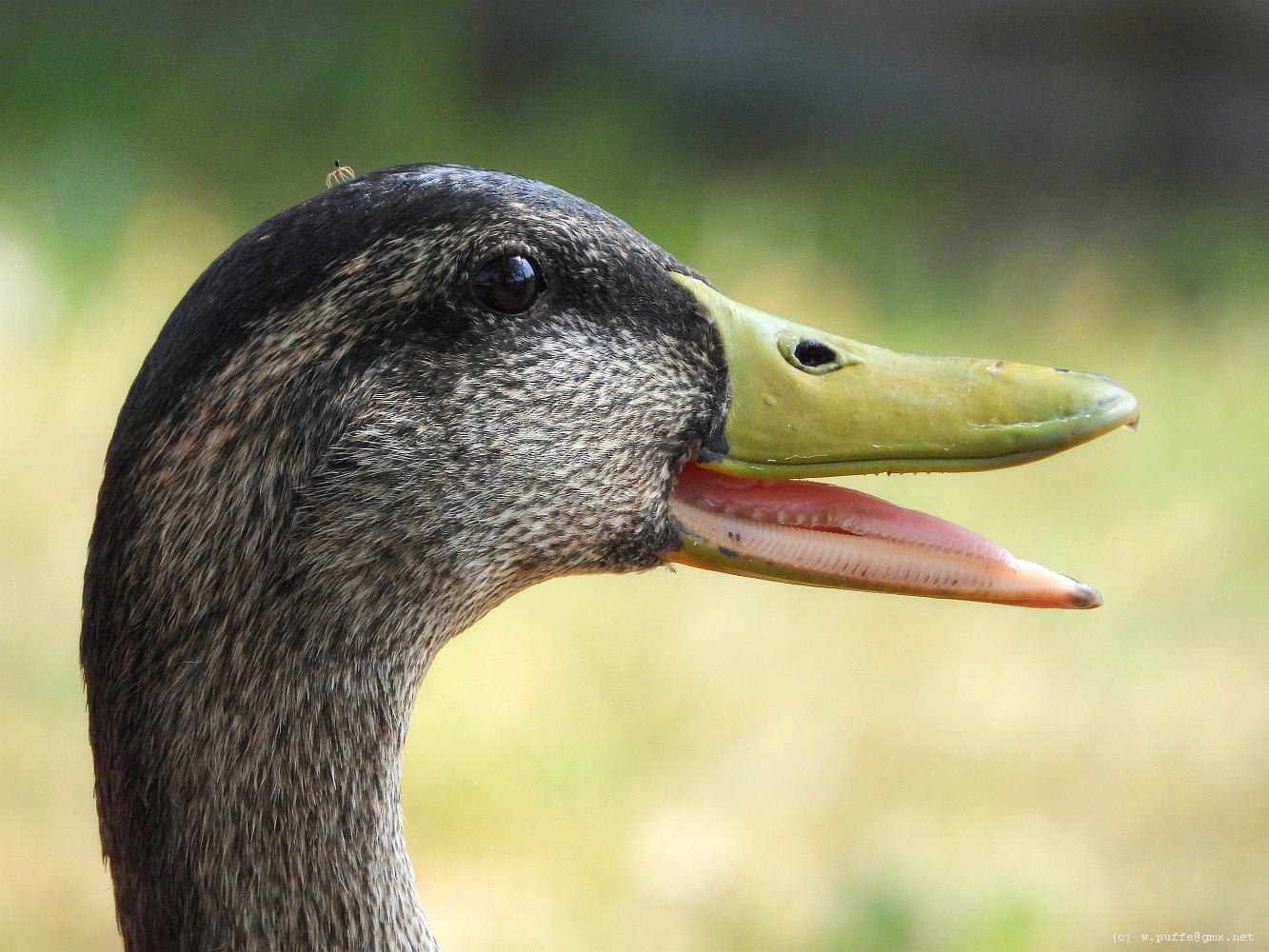 Ente mit Krone (100% Ansicht wählen!)