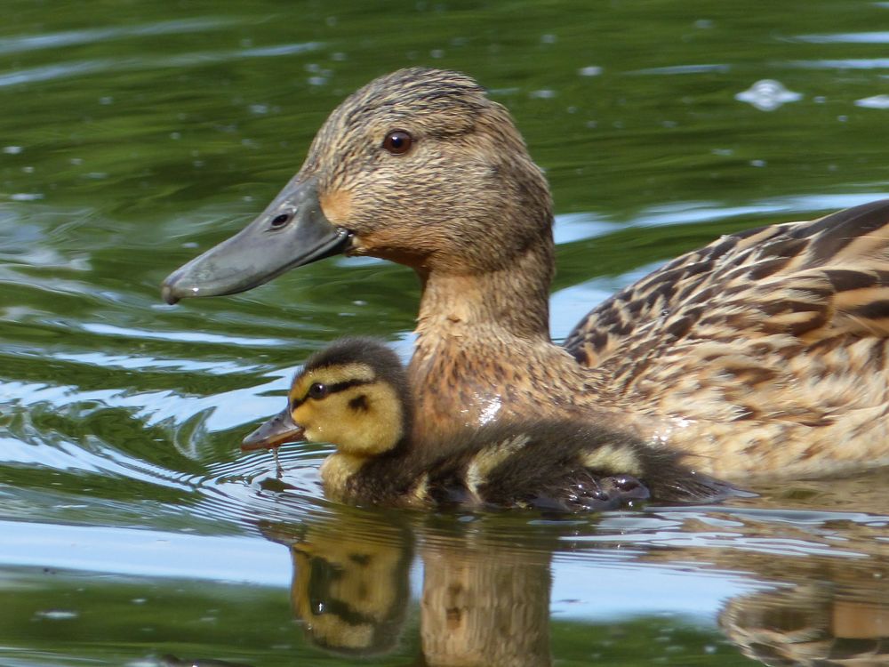 Ente mit Küken