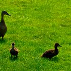 Ente mit Küken....