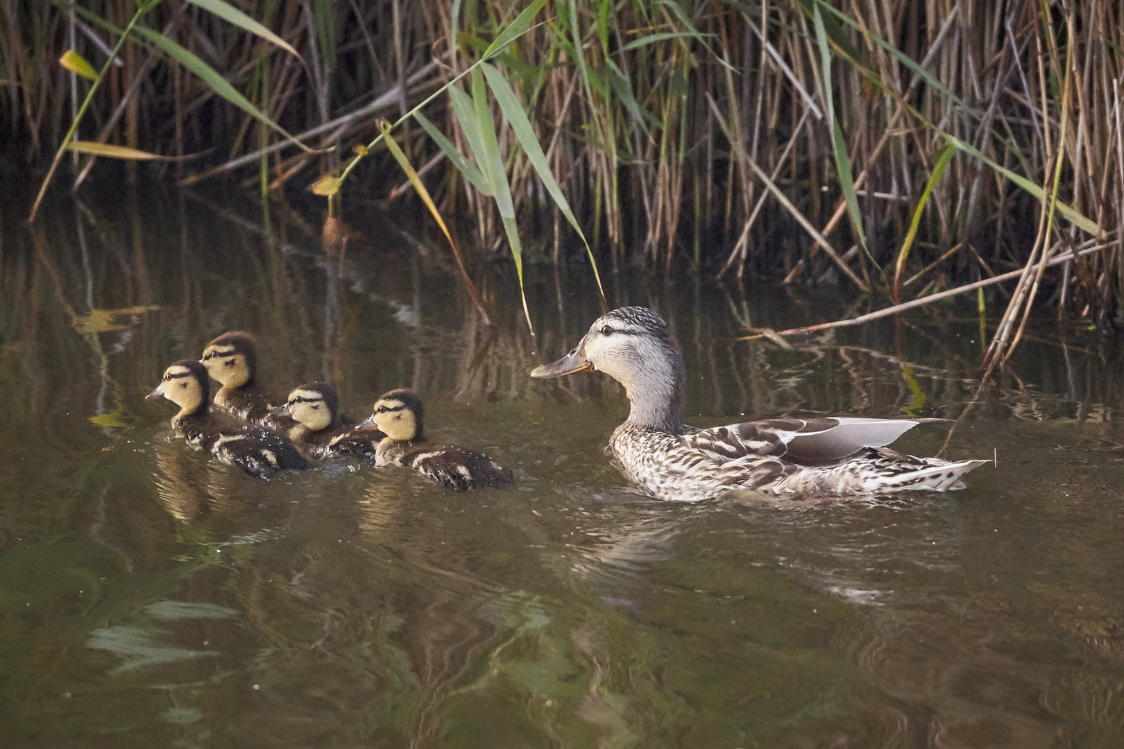 Ente mit Küken