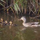 Ente mit Küken