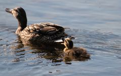 Ente mit Kueken