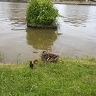 Ente mit Küken am Leeraner Binnenhafen