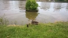 Ente mit Küken am Leeraner Binnenhafen