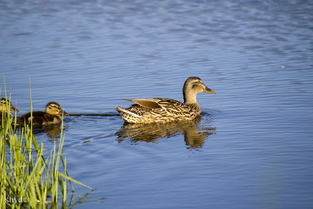 Ente mit Küken