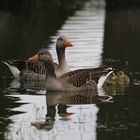 Ente mit Küken3/3