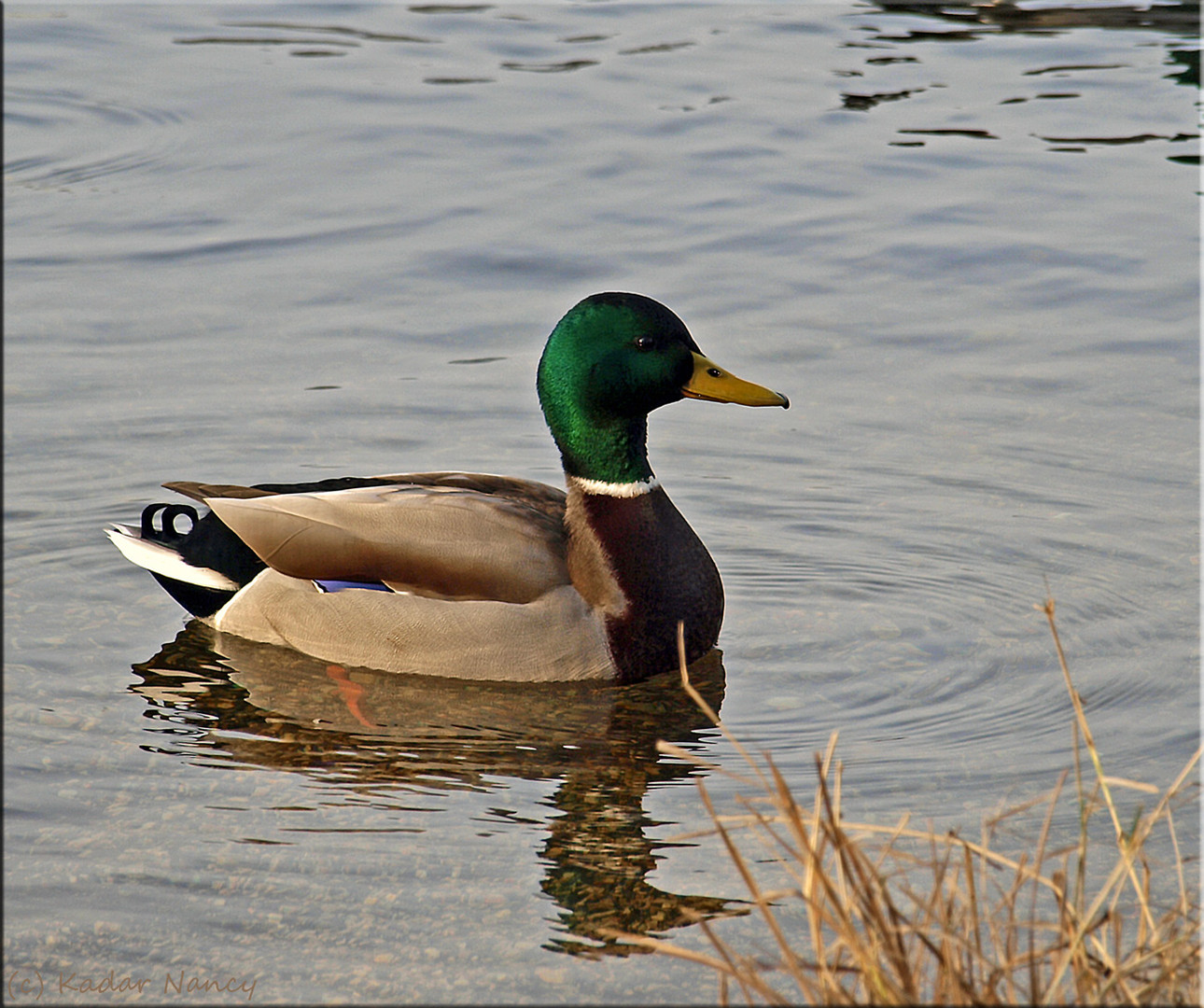 Ente mit "Löckchen " am Po