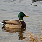 Ente mit "Löckchen " am Po