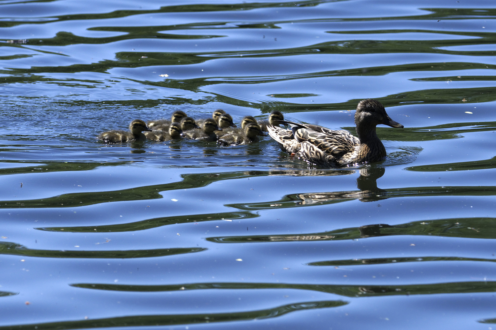 Ente mit Nachwuchs.