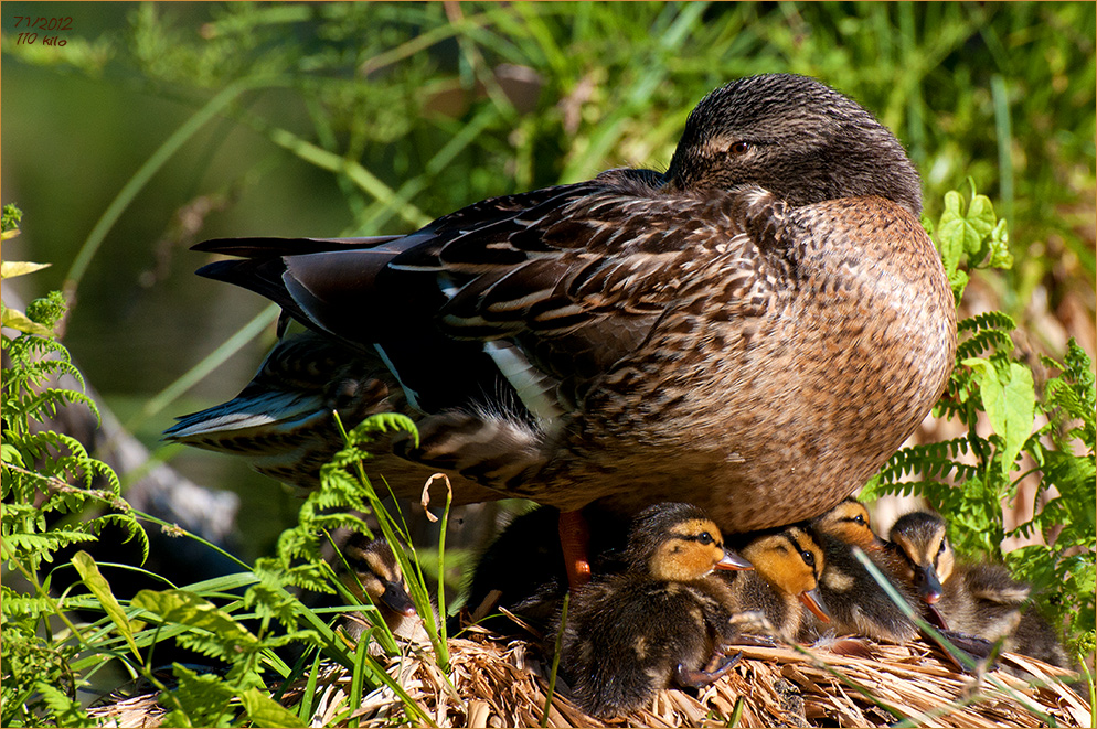 Ente mit Nachwuchs