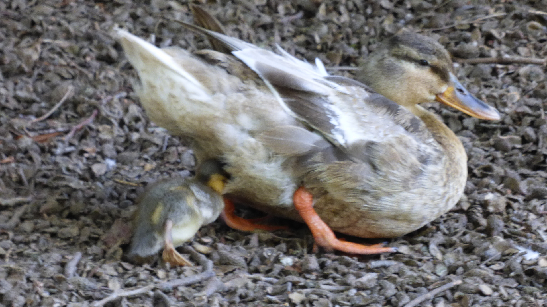 Ente mit Nachwuchs 