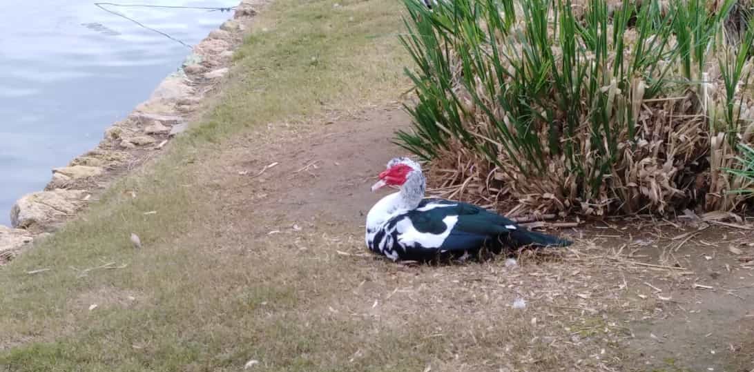 Ente mit roten Gesicht