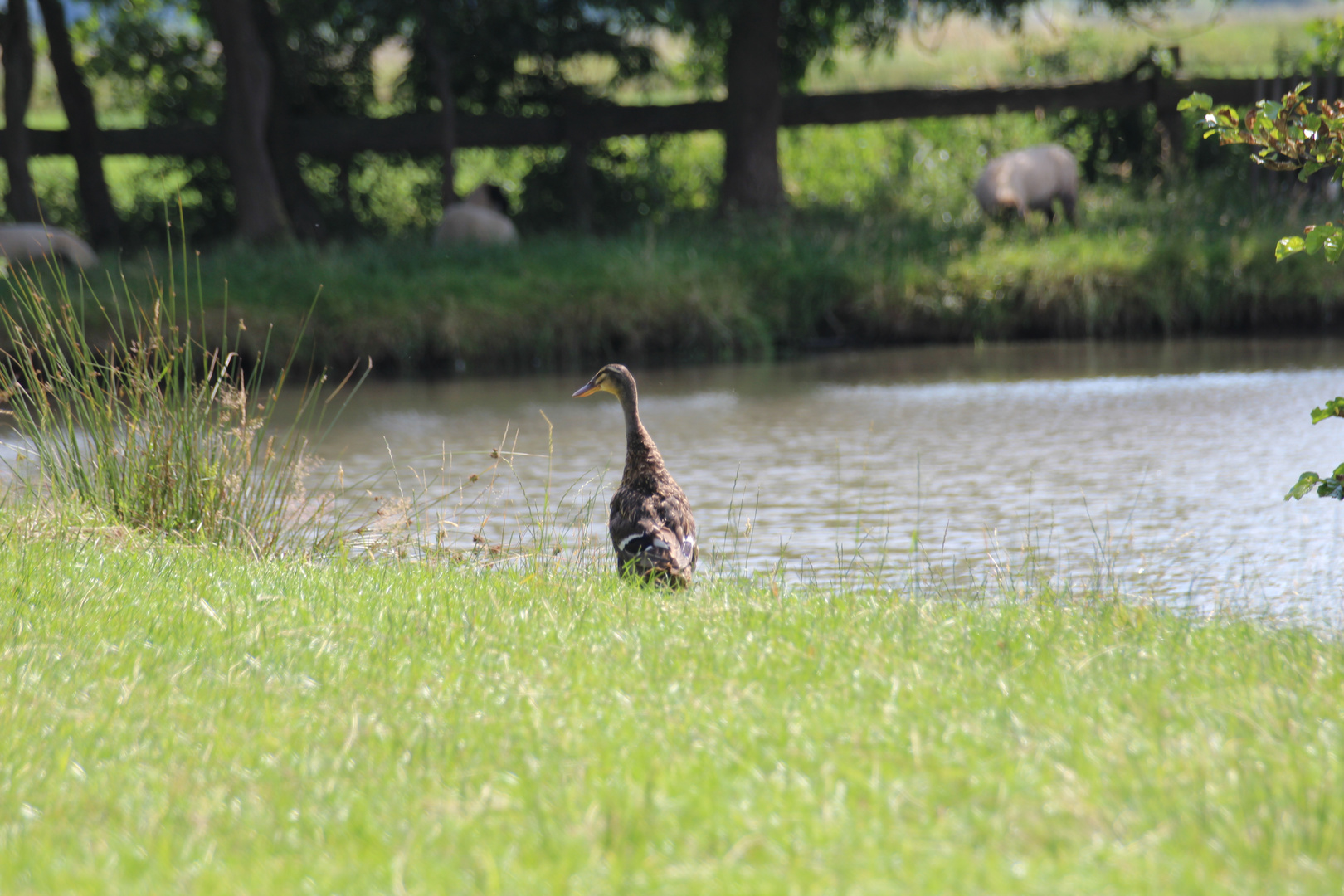 Ente mit Schafen im Hintergrund