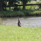 Ente mit Schafen im Hintergrund