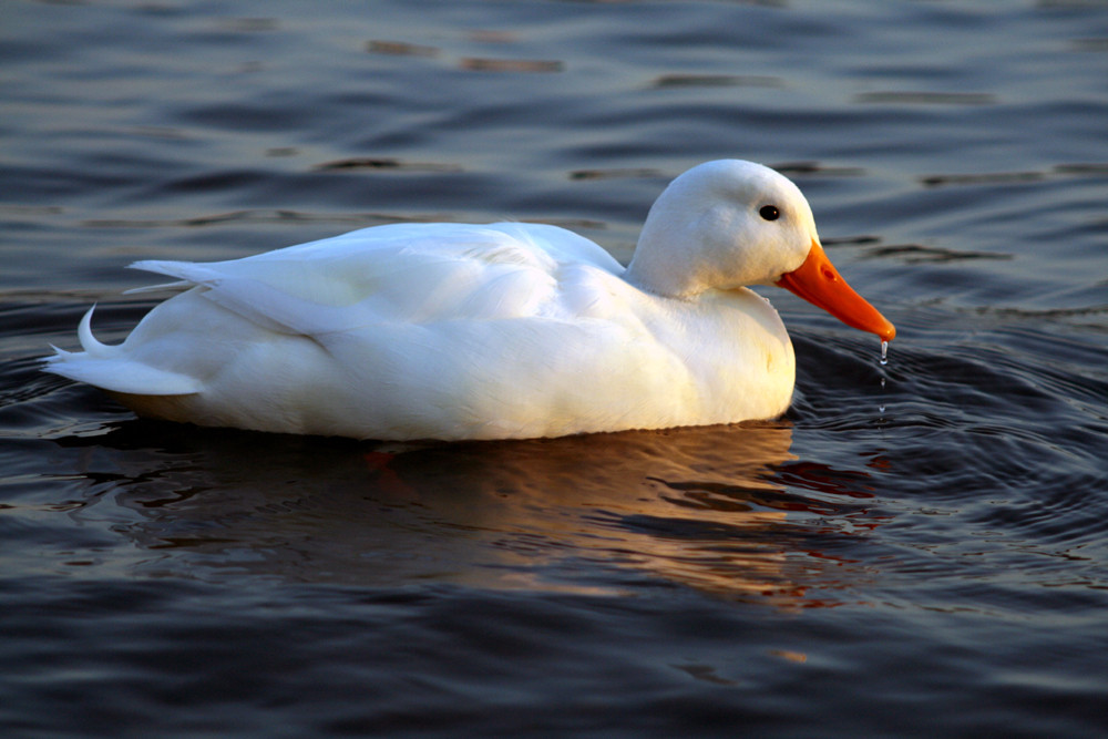 Ente mit Schnupfen schwimmt der Sonne entgegen ;-)