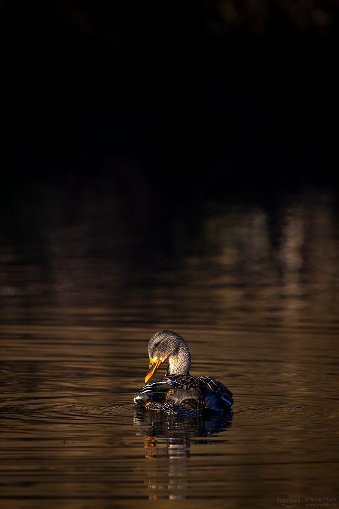 Ente mit Schulterblick