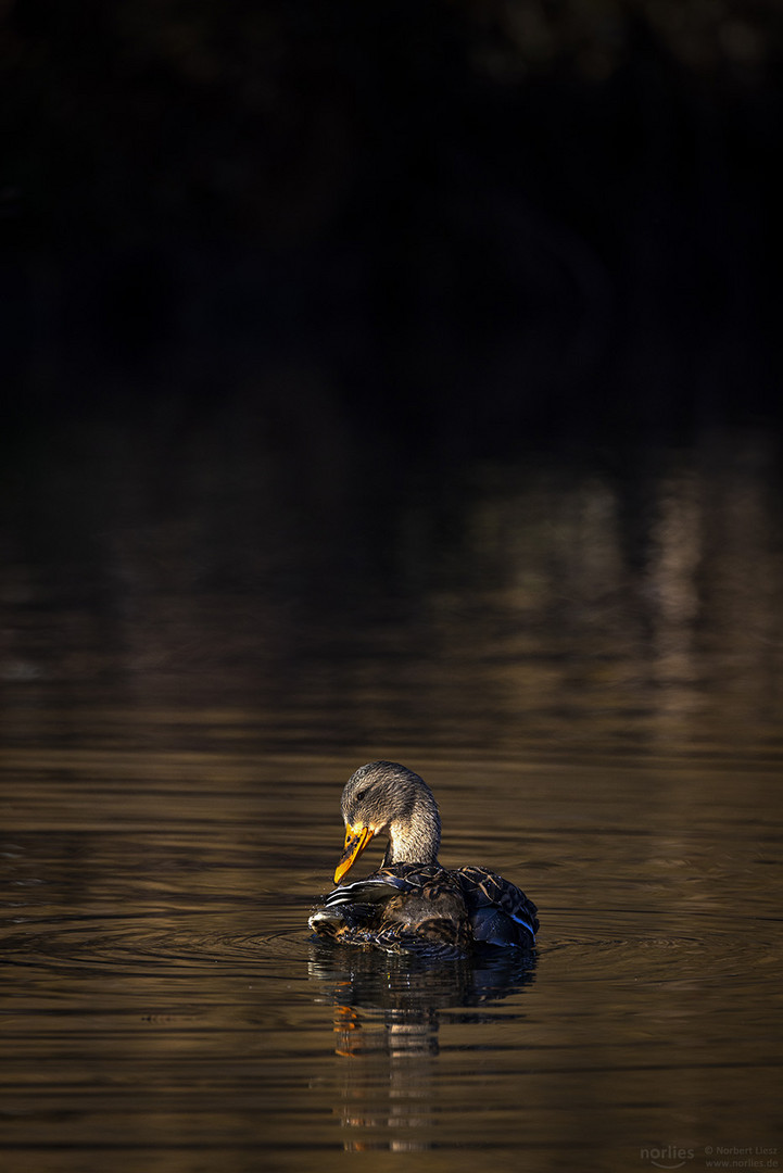 Ente mit Schulterblick