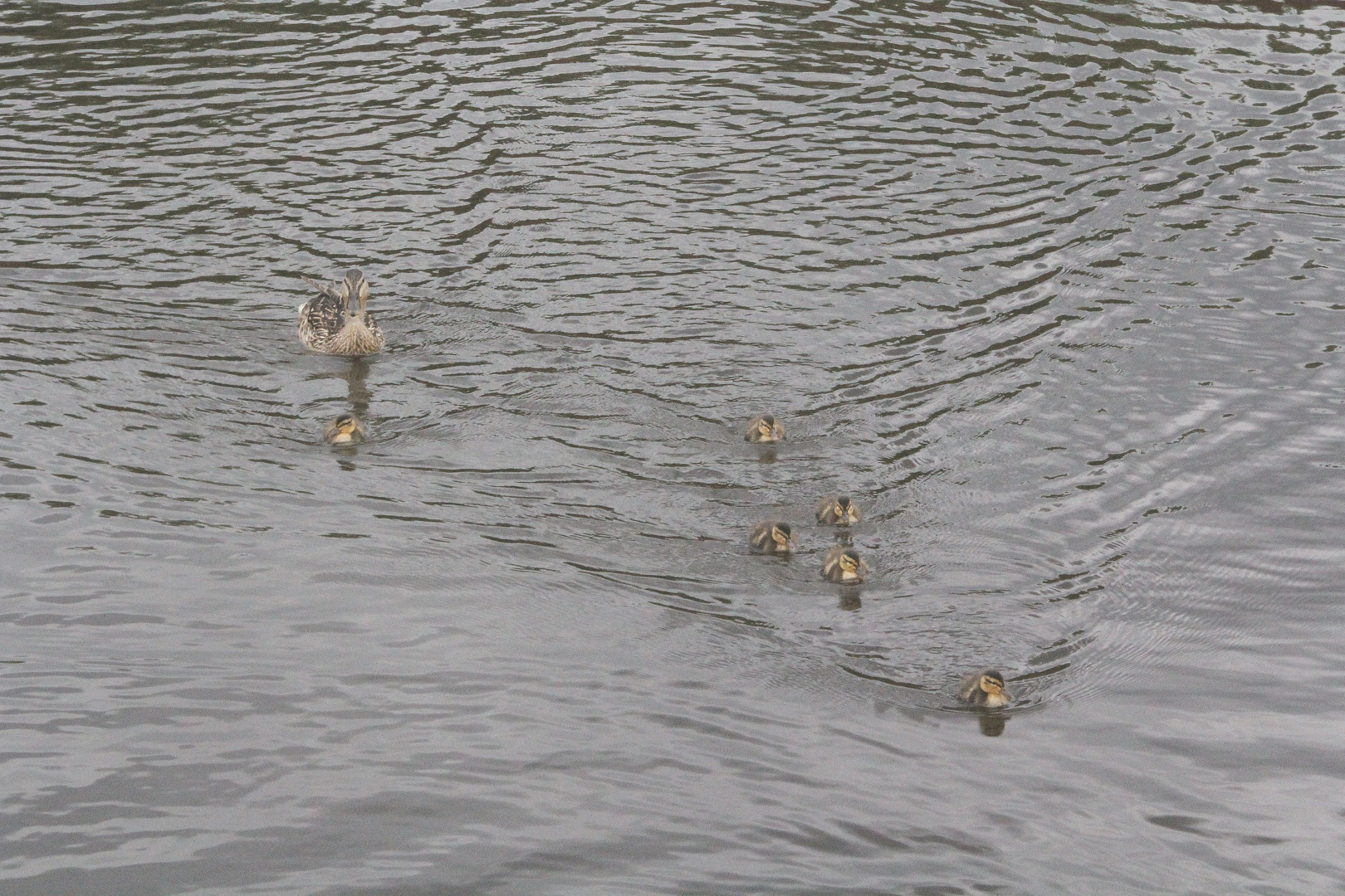 Ente mit sechs Küken