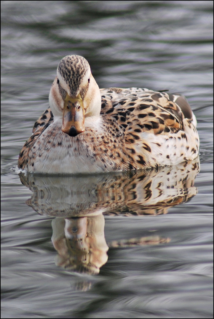 Ente mit Spiegel