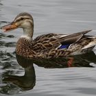 Ente mit Spiegelung