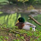 Ente mit Stock