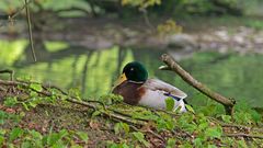 Ente mit Stock