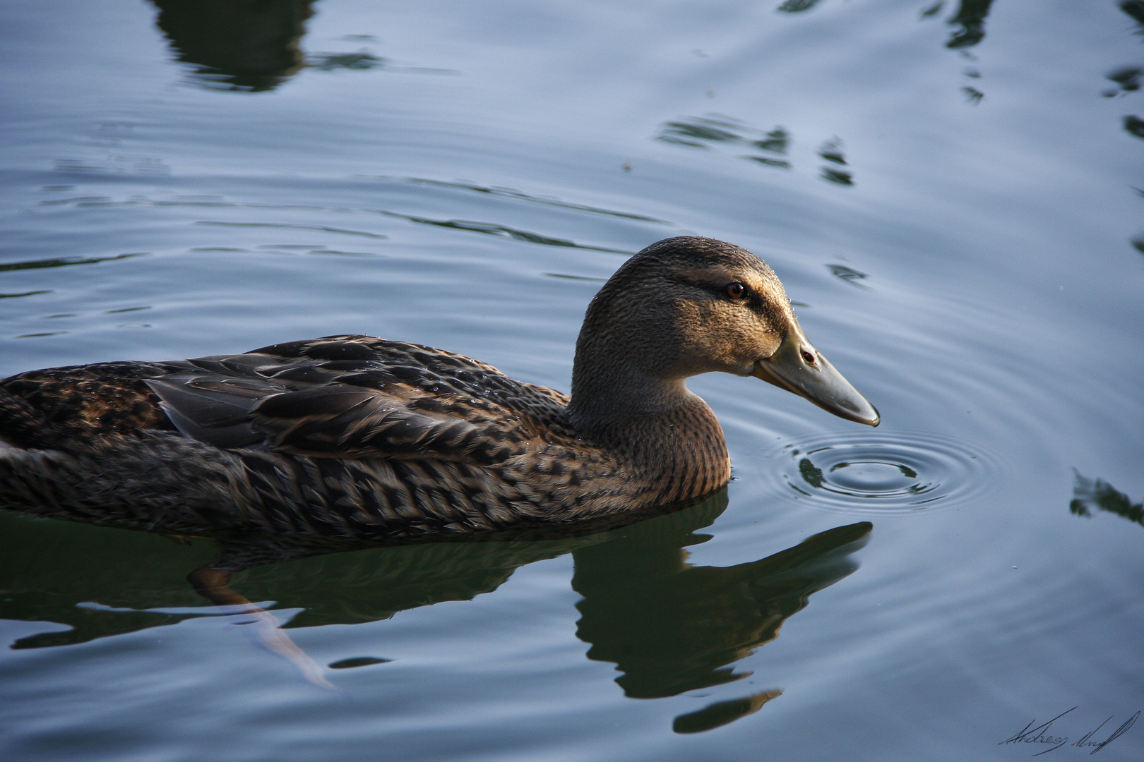 Ente mit Wasserring