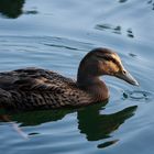 Ente mit Wasserring