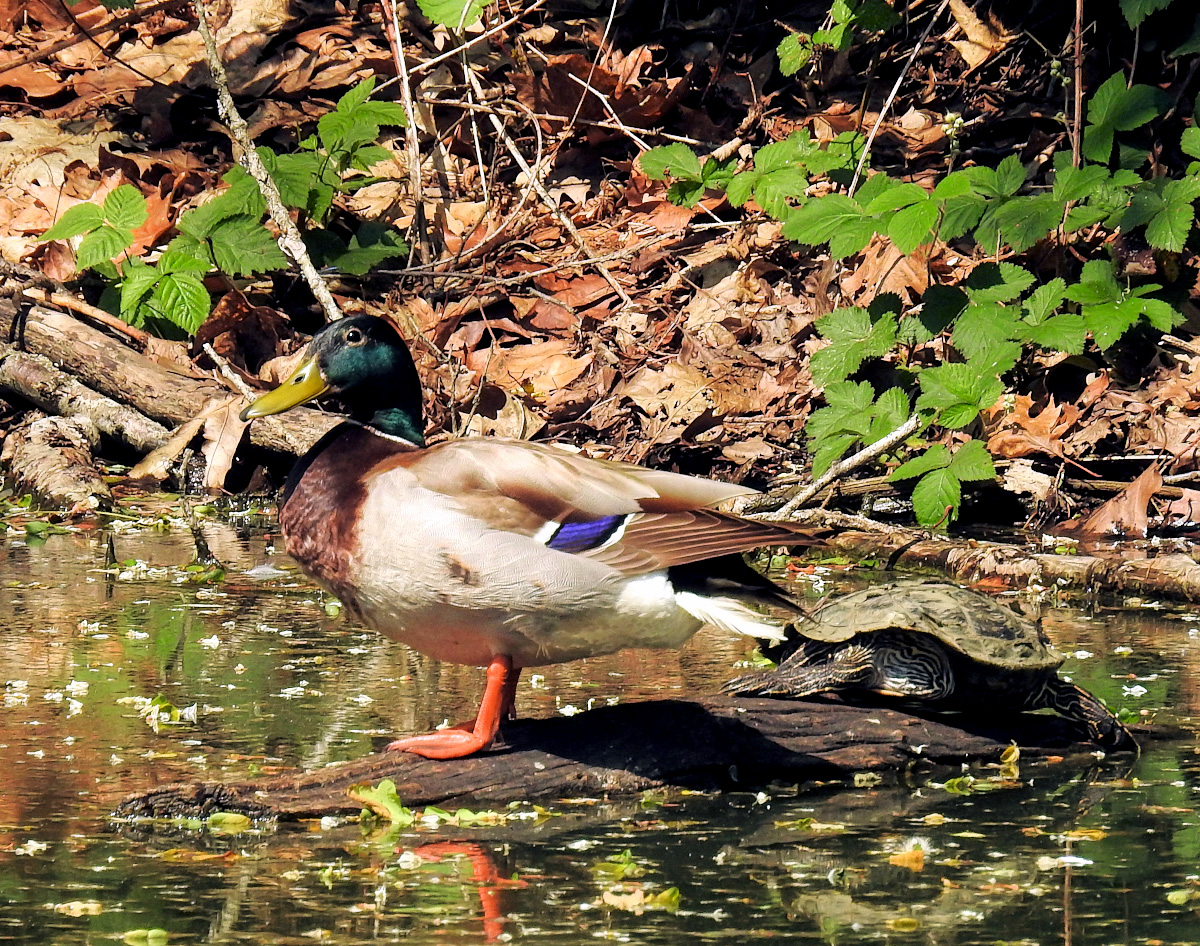 Ente mit Wasserschildkröte