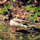 Ente mit Wasserschildkröte