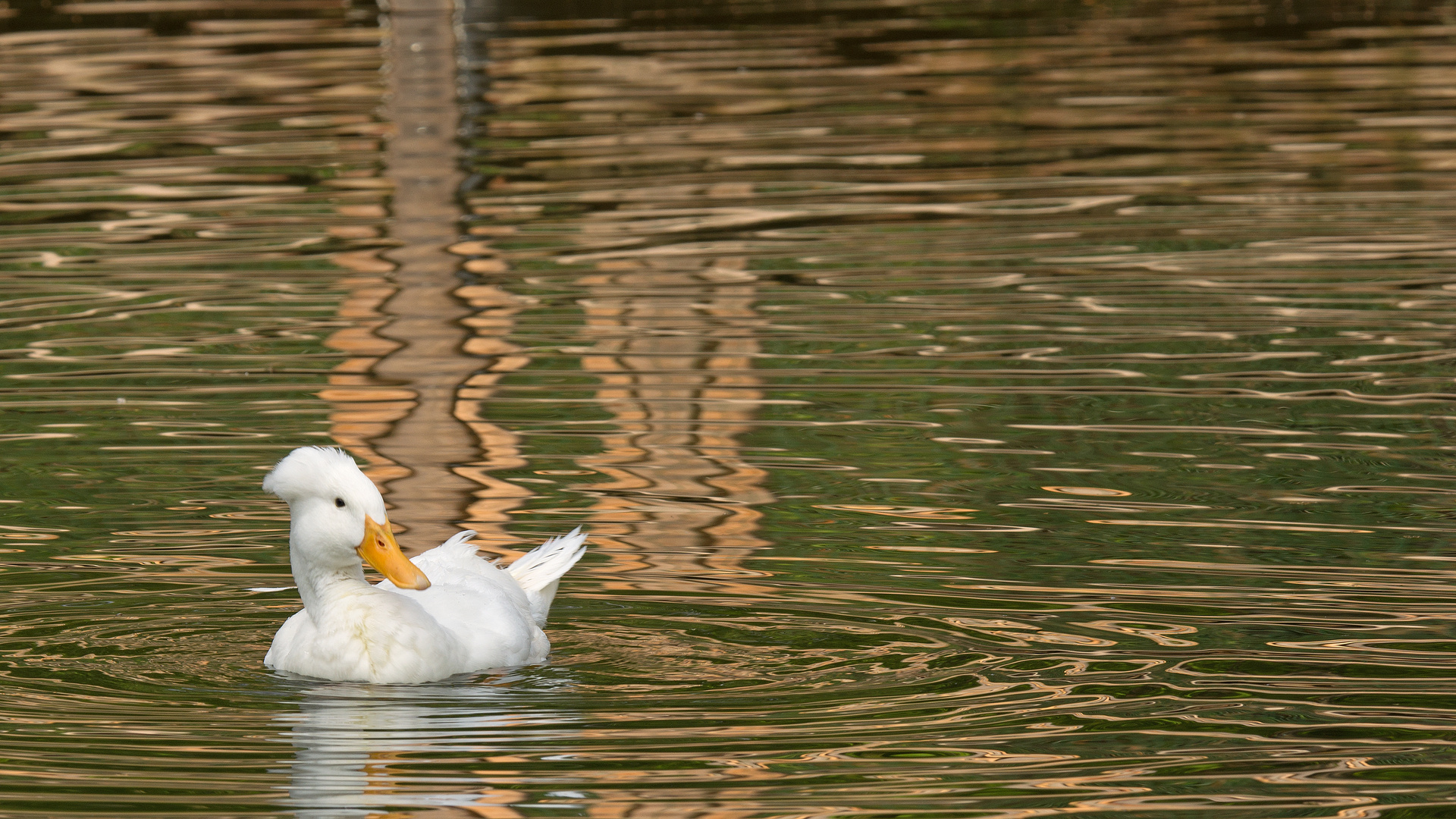 Ente mit weisser Haube