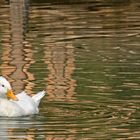 Ente mit weisser Haube