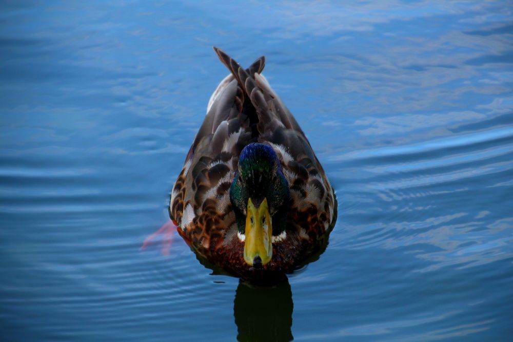 Ente mit Ziel