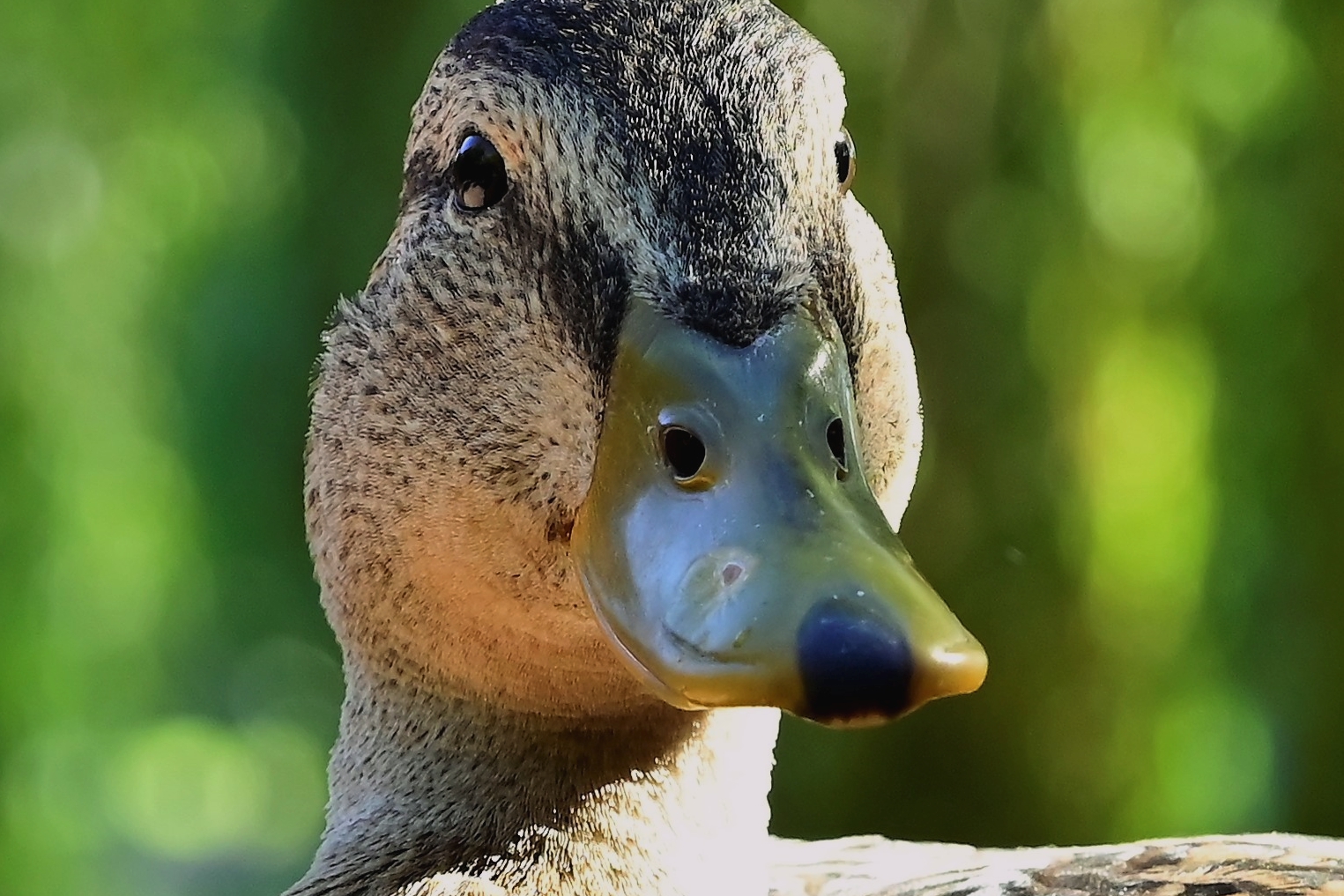 Ente mit zwei "Gesichtern"