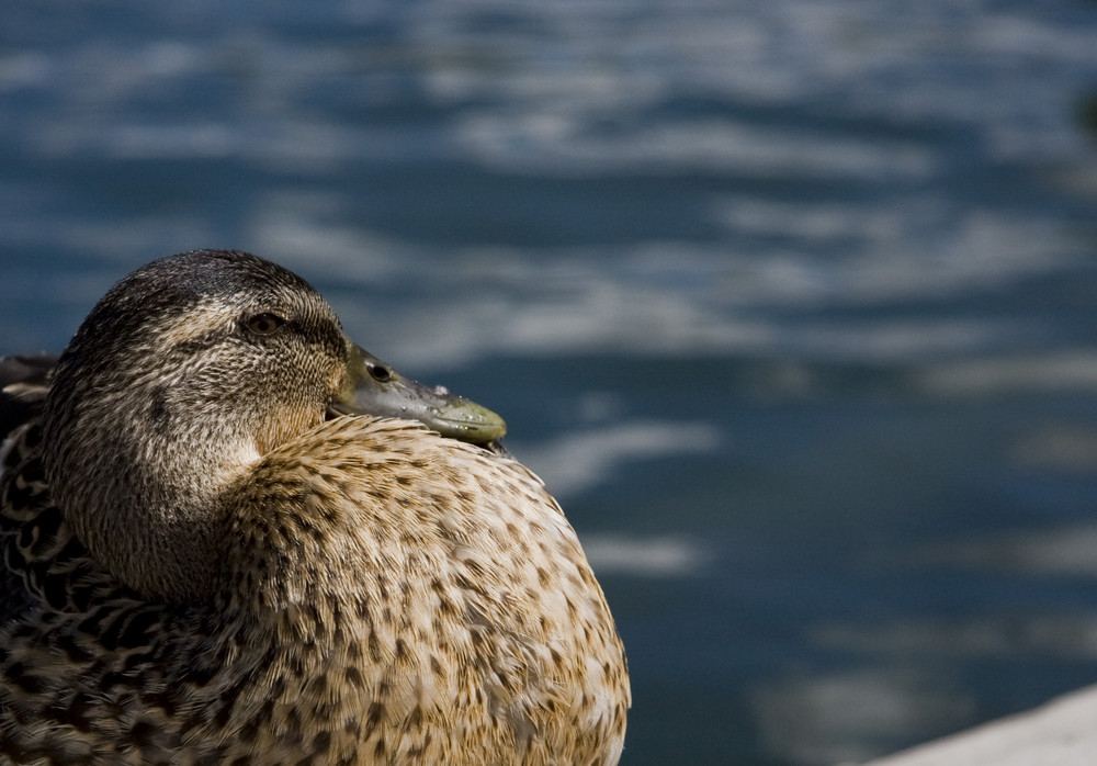 Ente.... mitten in Paris