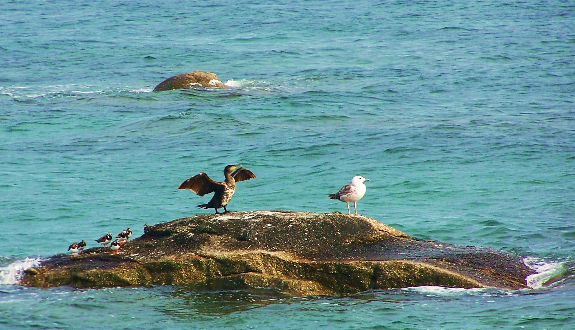 Ente, Möwe!?...euer Vater ist halt der einzige Mann auf der Insel!