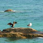 Ente, Möwe!?...euer Vater ist halt der einzige Mann auf der Insel!