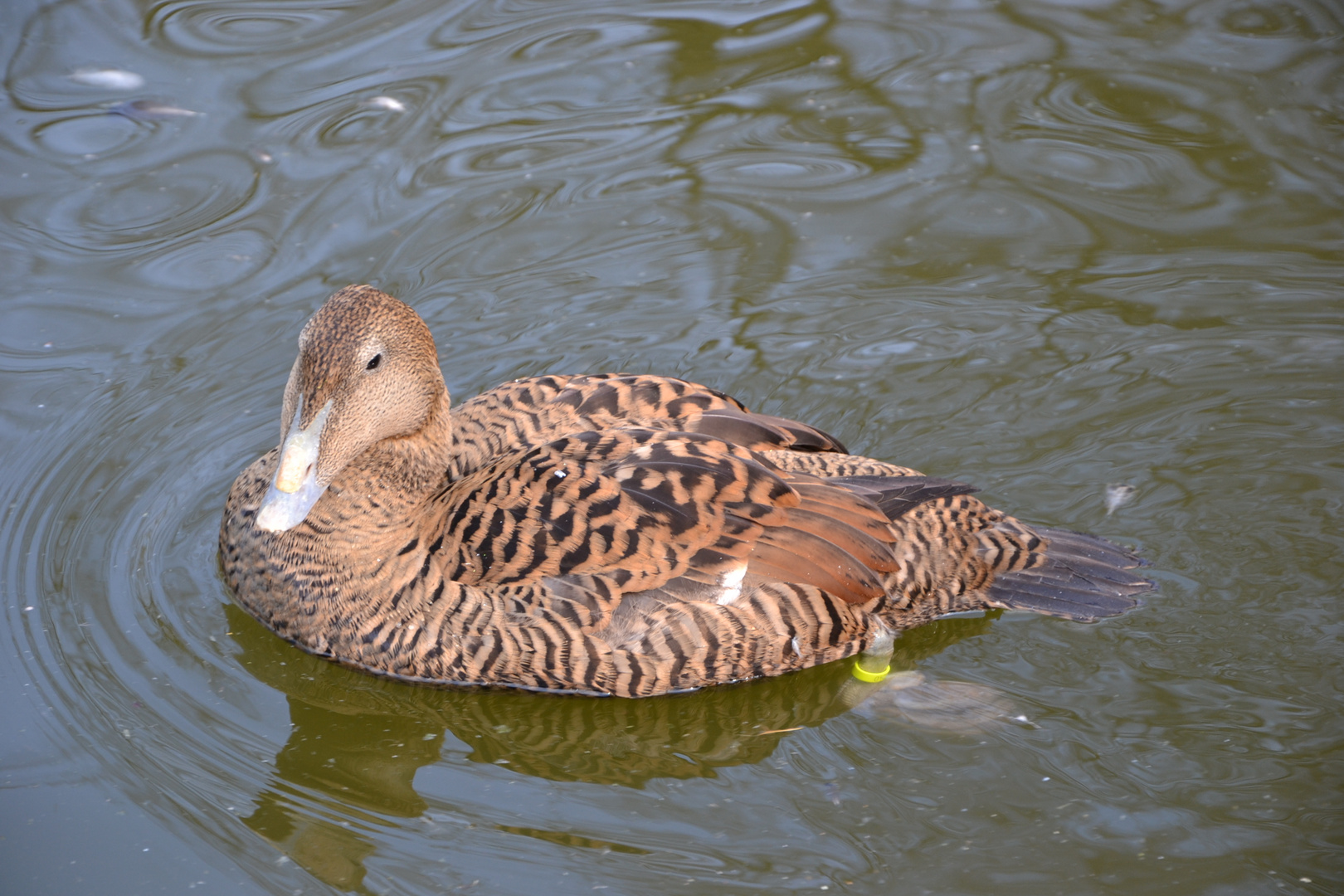 Ente müsste man sein