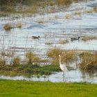 Ente müsste man sein, dann klappt's auch bei überflutetem Vorland mit der Futtersuche!