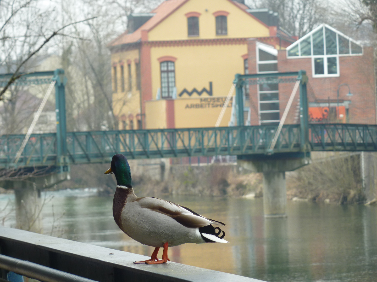 Ente-Museumsteg (1)