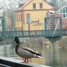 Ente-Museumsteg (1)