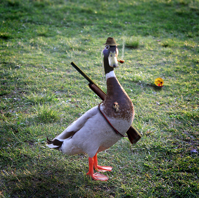 ENTE [N] JAGD