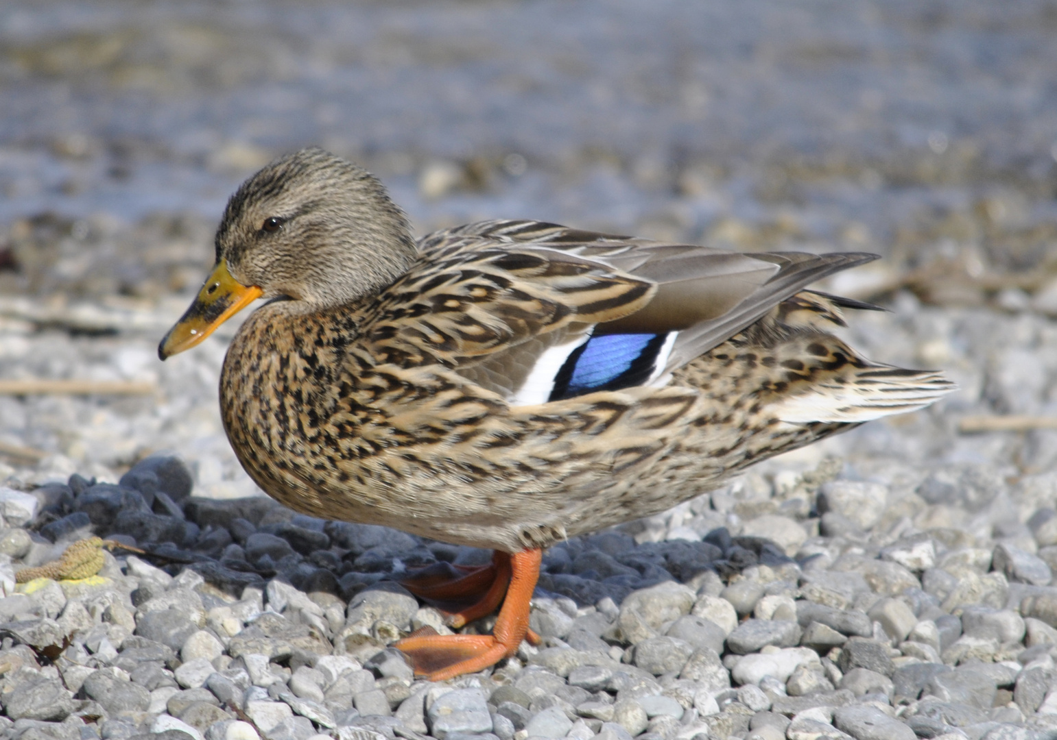 Ente nach der Ko?rperpflege