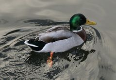 ente nach tauchgang