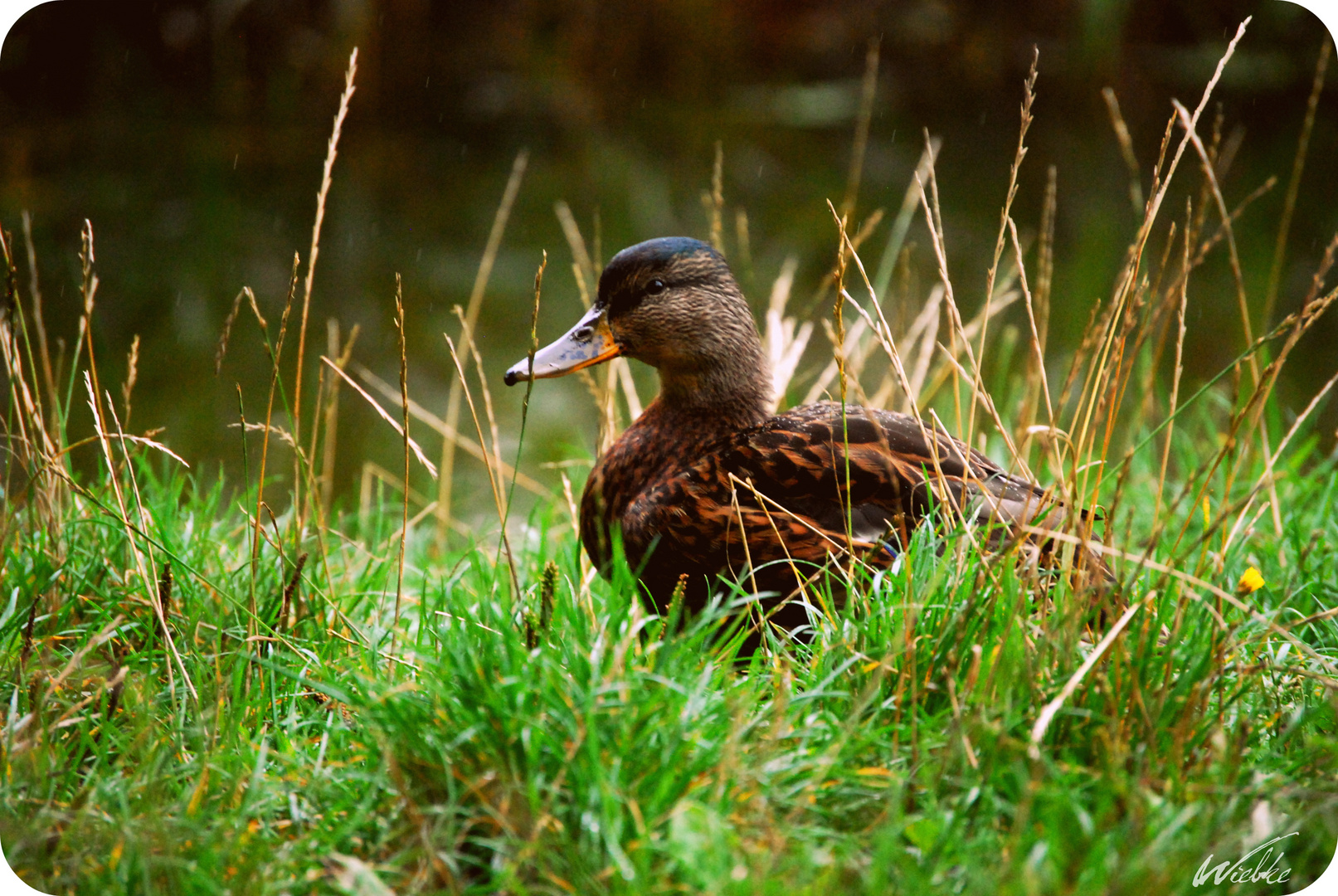 Ente Nak Nak